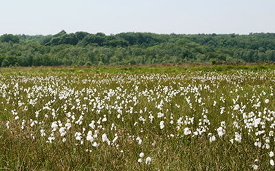 2013 06 12 006 udsnit web