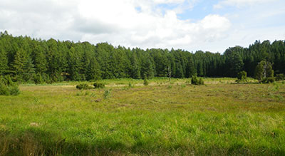 langkaer web